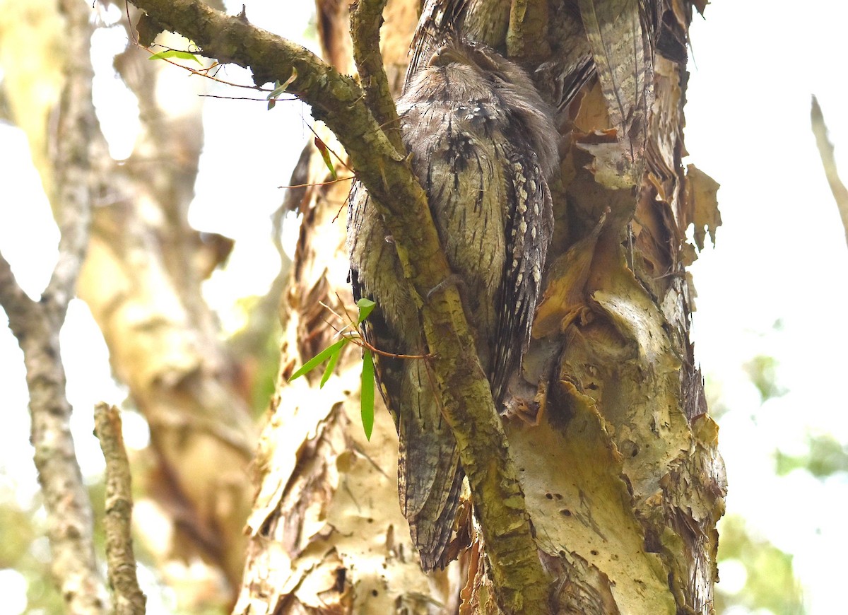 Tawny Frogmouth - ML646104298