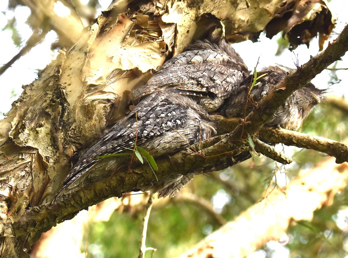 Tawny Frogmouth - ML646104299