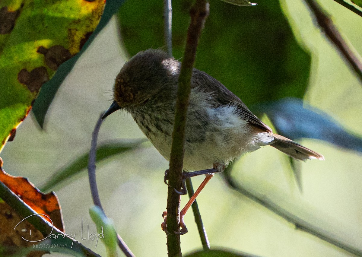 Brown Thornbill - ML646104300