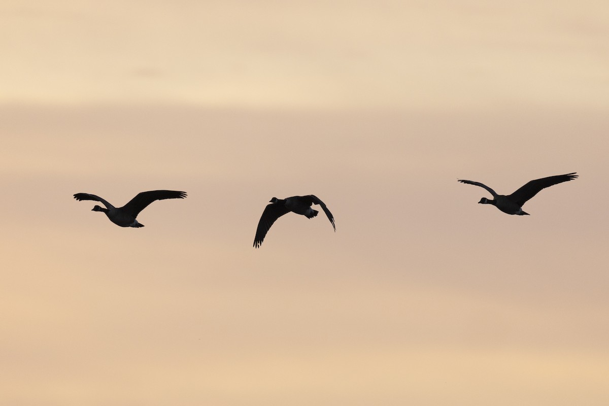 Canada Goose - ML646104301