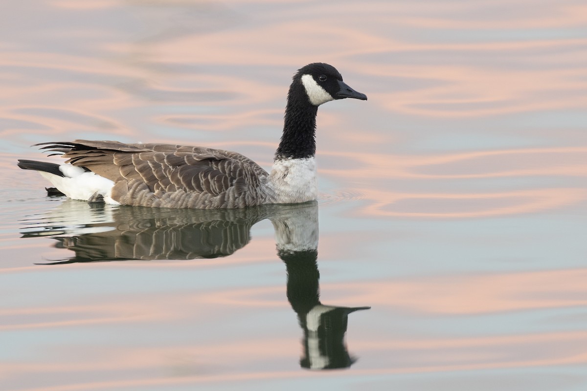 Canada Goose - ML646104302