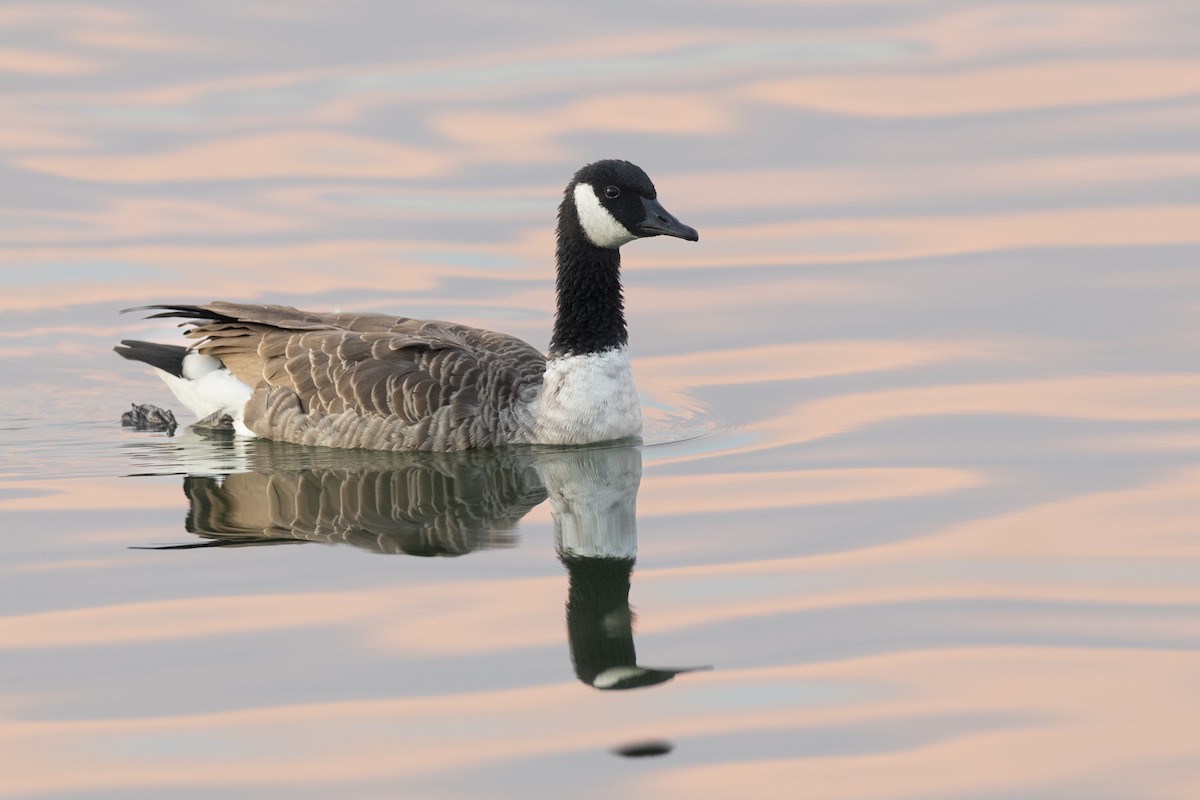 Canada Goose - ML646104303