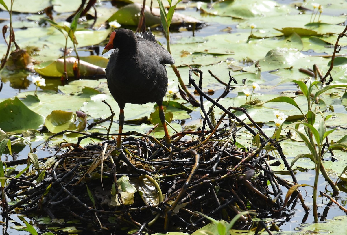 Dusky Moorhen - ML646104305