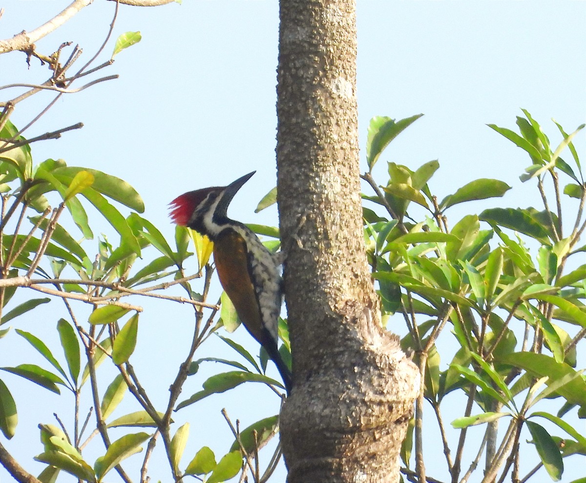 Black-rumped Flameback - ML646104306