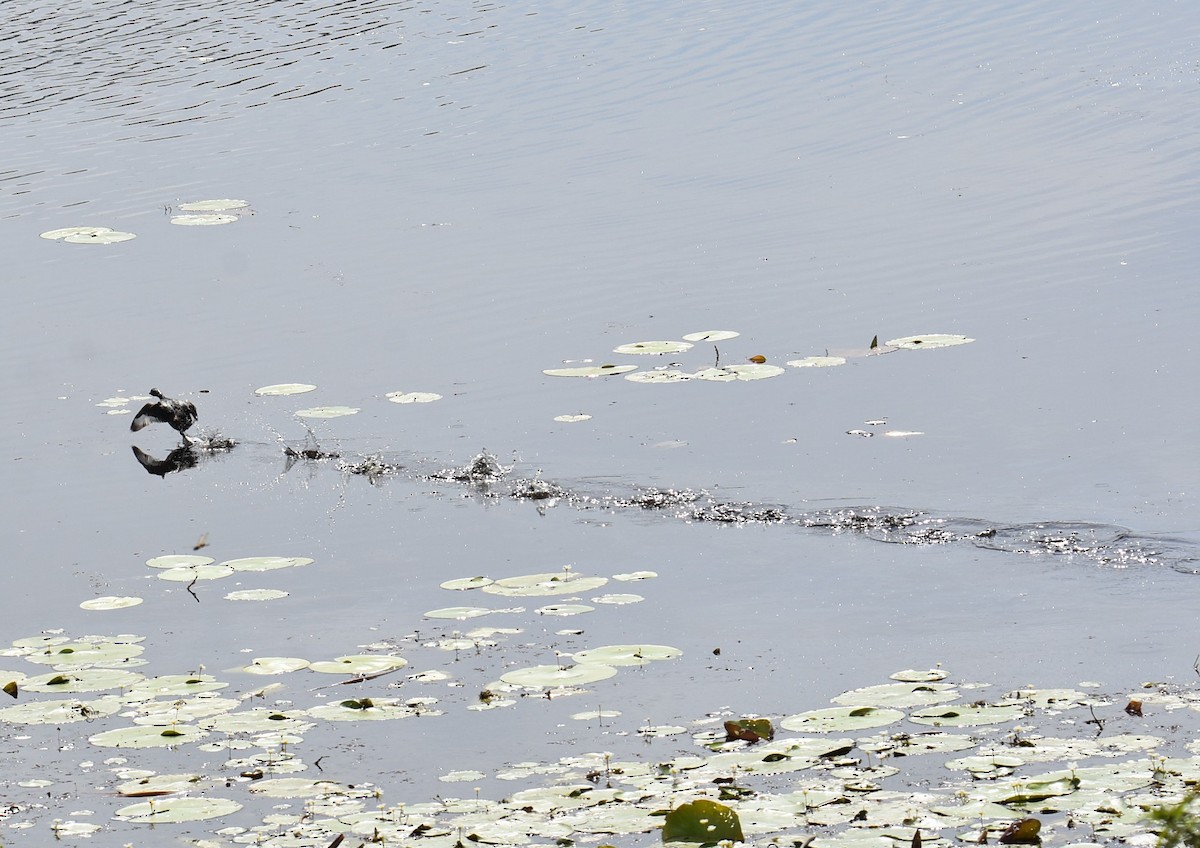 Dusky Moorhen - ML646104307