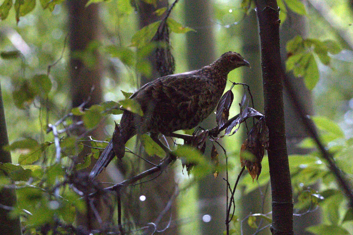 Copper Pheasant - ML646104308