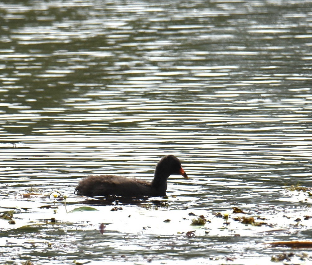 Dusky Moorhen - ML646104309