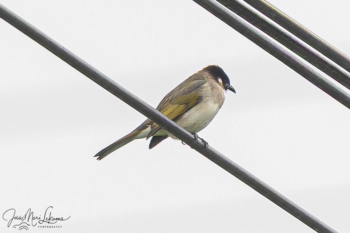 Light-vented Bulbul - ML646104310
