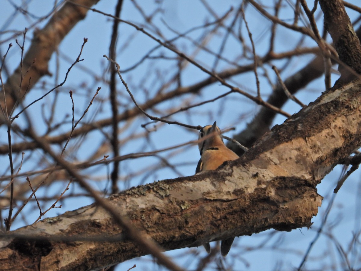 Great Spotted Woodpecker (japonicus) - ML646104311