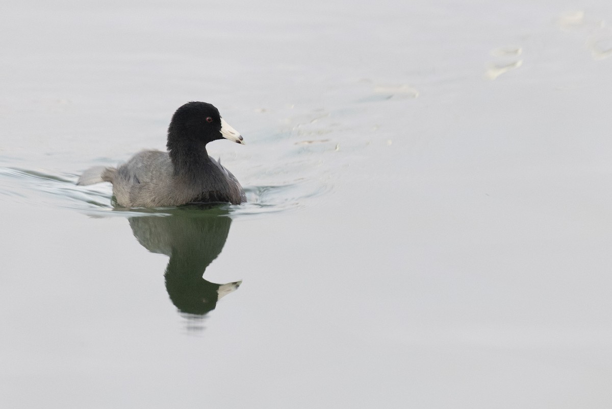 American Coot - ML646104313