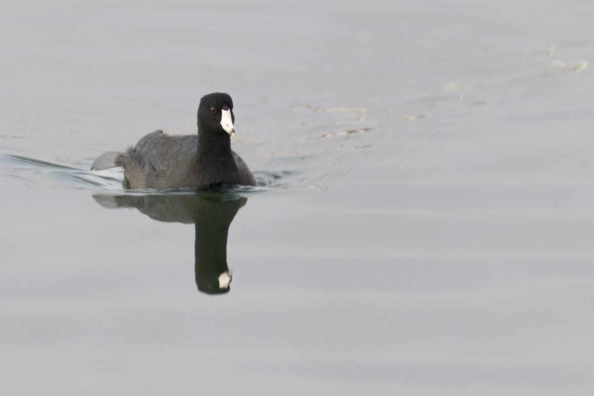 American Coot - ML646104314