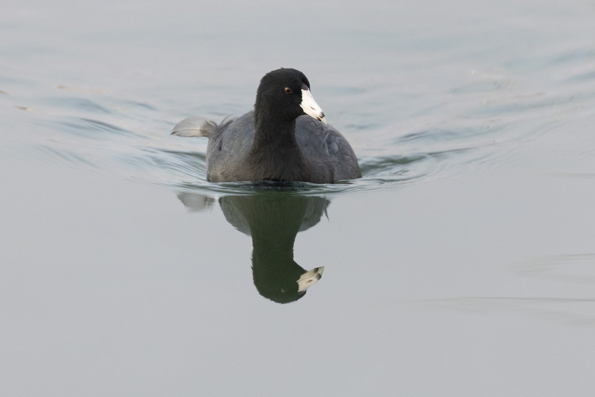 American Coot - ML646104315