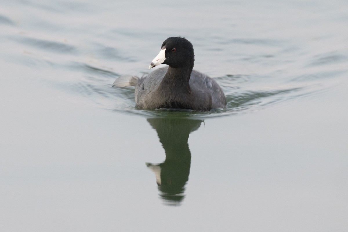 American Coot - ML646104316