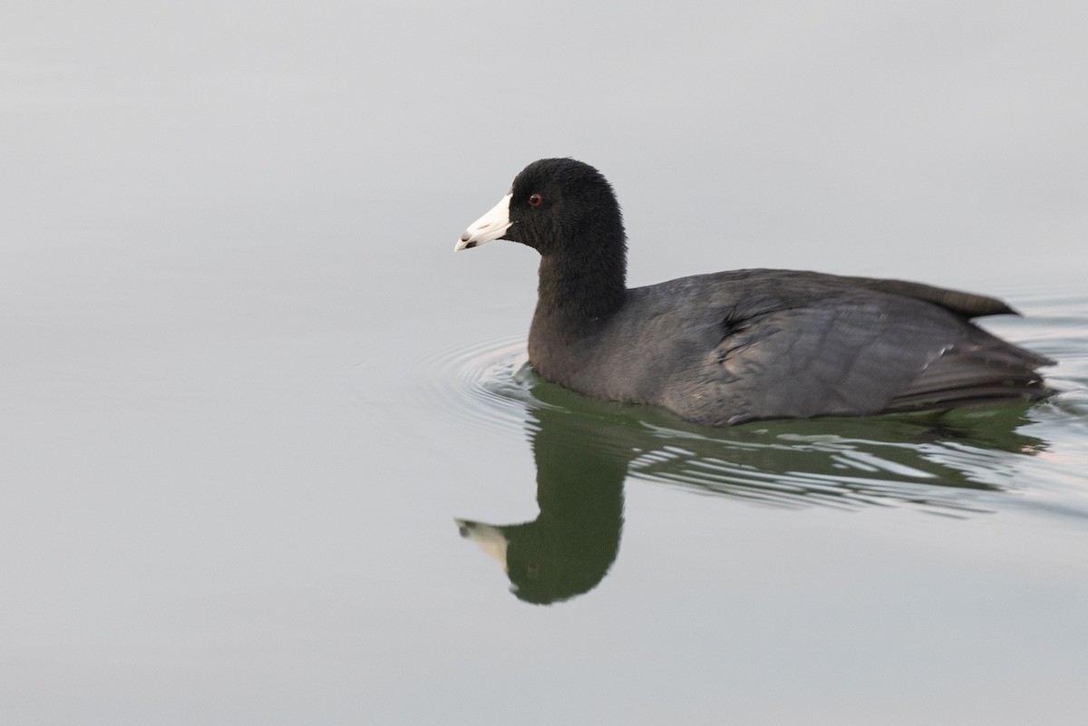 American Coot - ML646104317