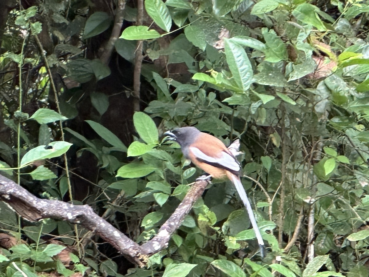 Rufous Treepie - ML646104335