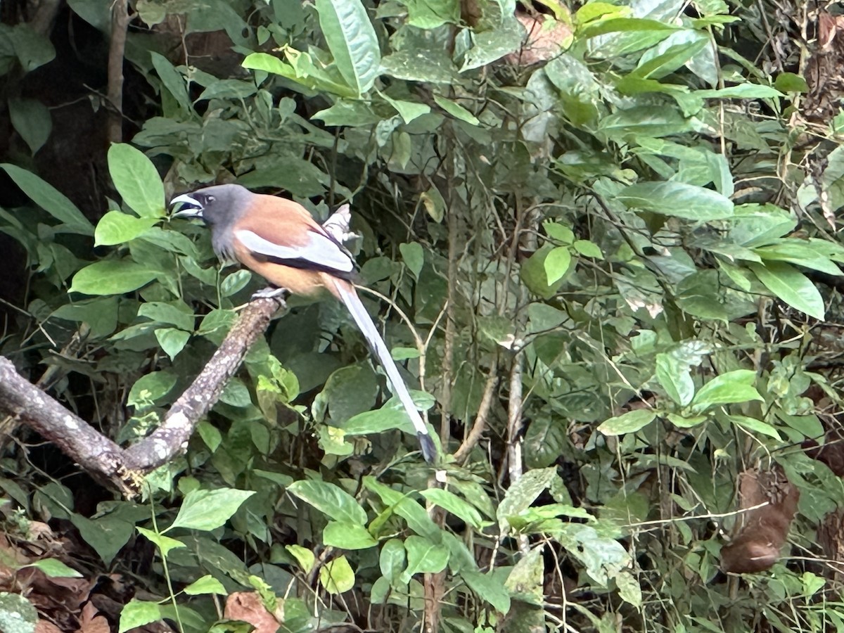 Rufous Treepie - ML646104337