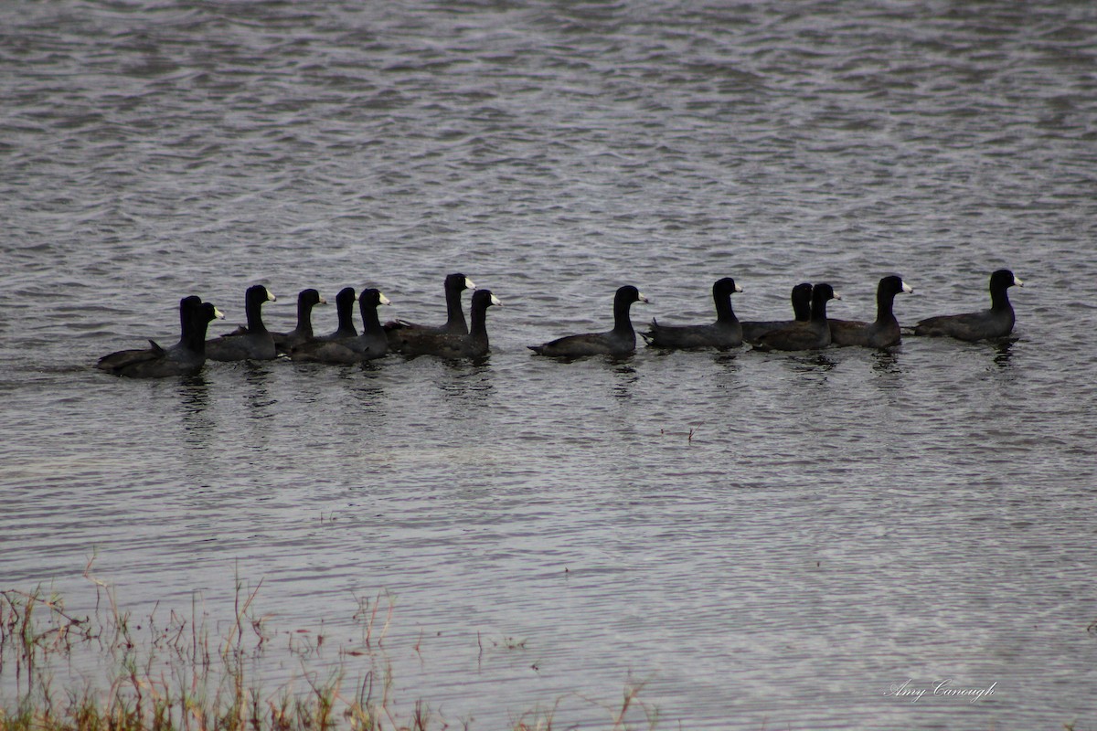 אגמית אמריקנית - ML646104341