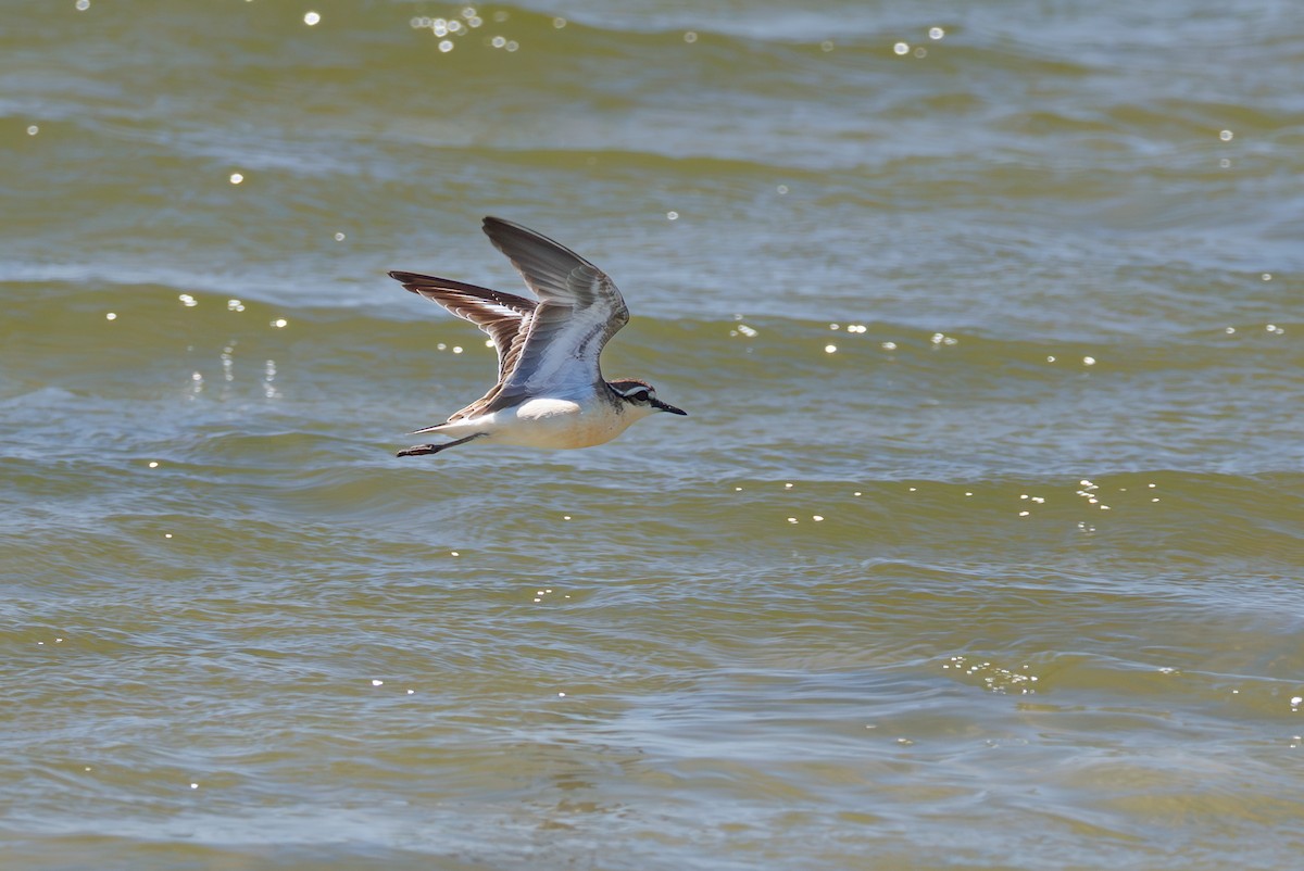 Txirritxo itzaina - ML646104356