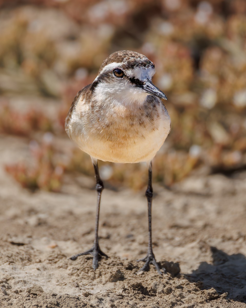 Txirritxo itzaina - ML646104357