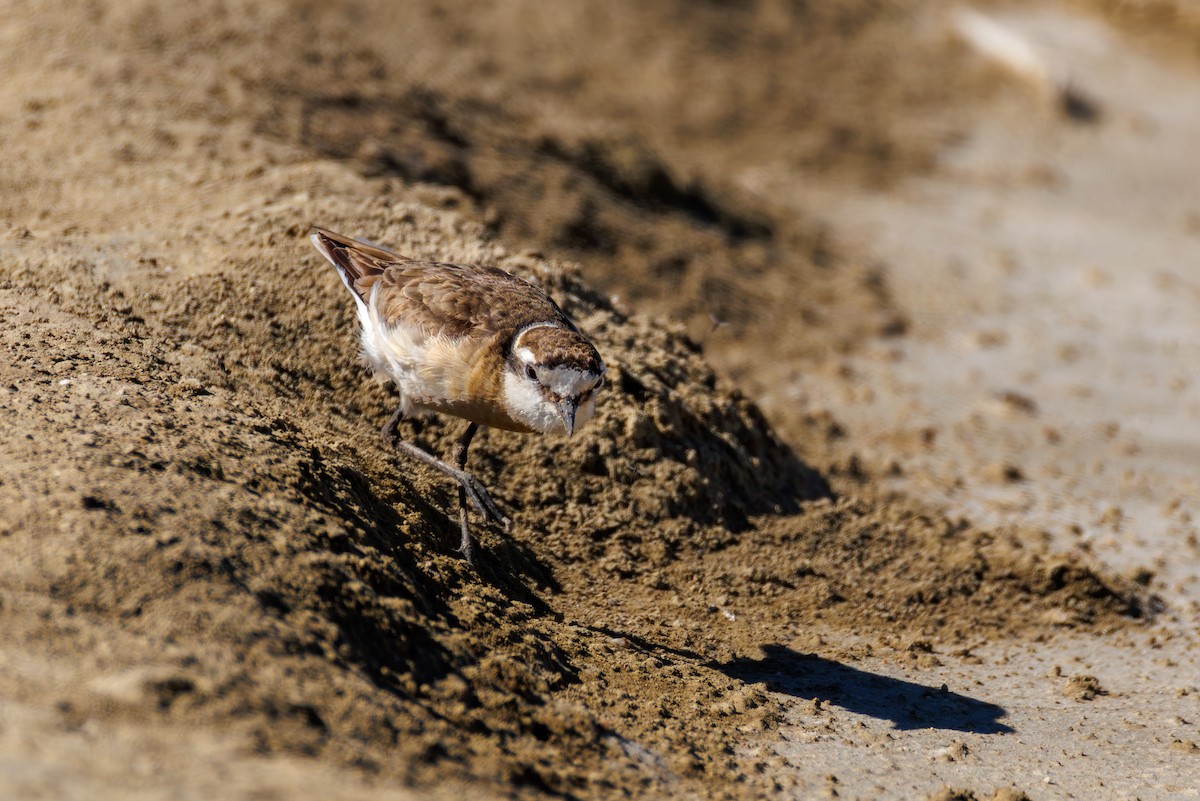 Txirritxo itzaina - ML646104358