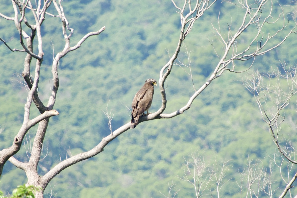 Crested Serpent-Eagle - ML646104364