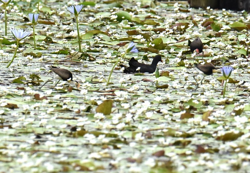 Jakana gandorduna - ML646104365