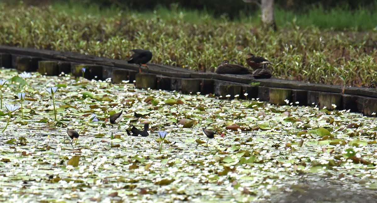 Jakana gandorduna - ML646104367