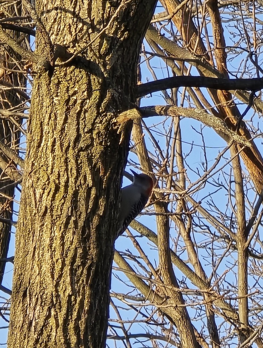 Каролинский дятел - ML646104369