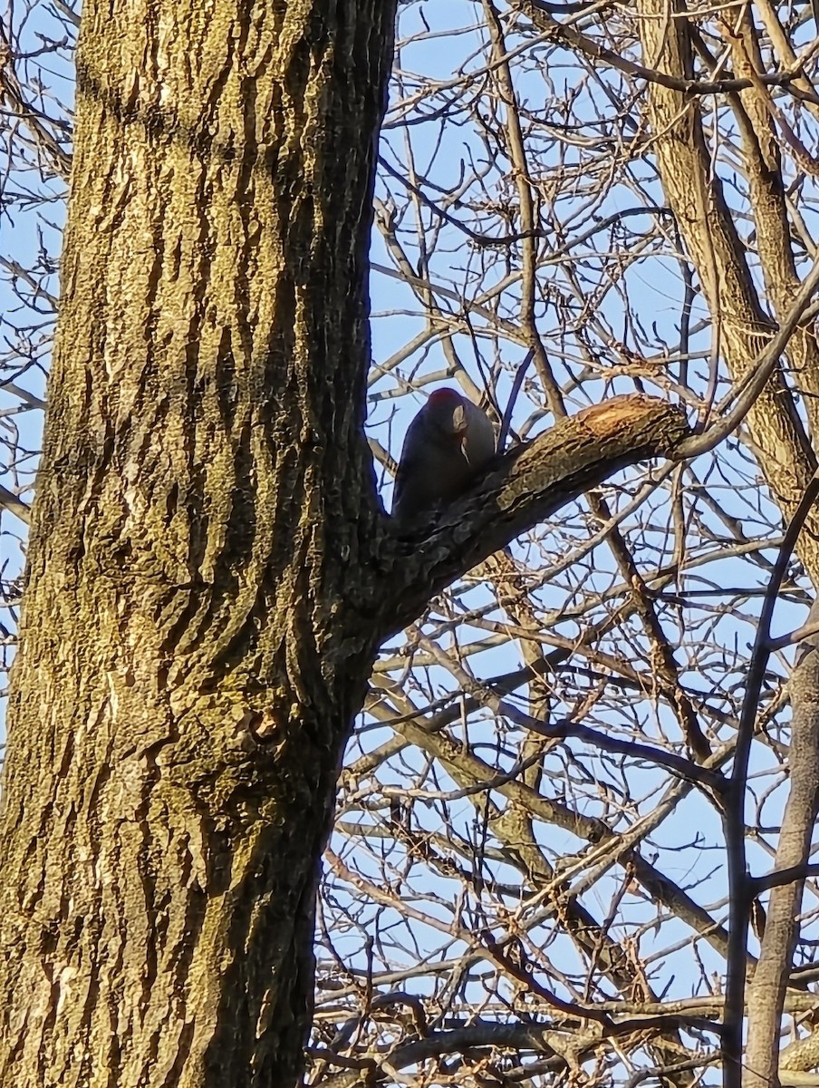 Каролинский дятел - ML646104370