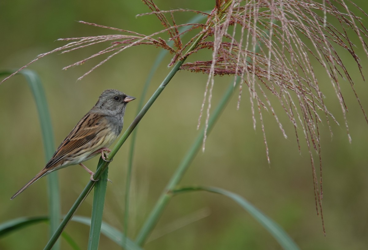 Berdantza musubeltza - ML646104373