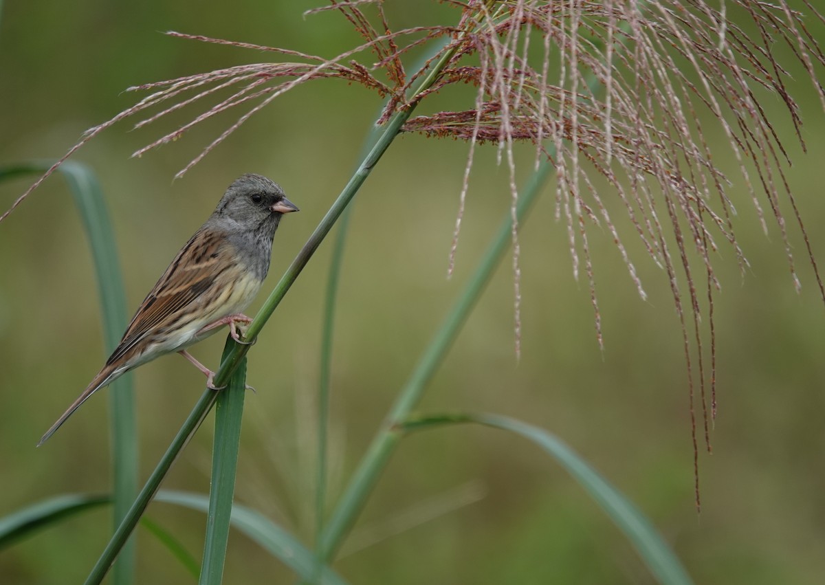 Berdantza musubeltza - ML646104374