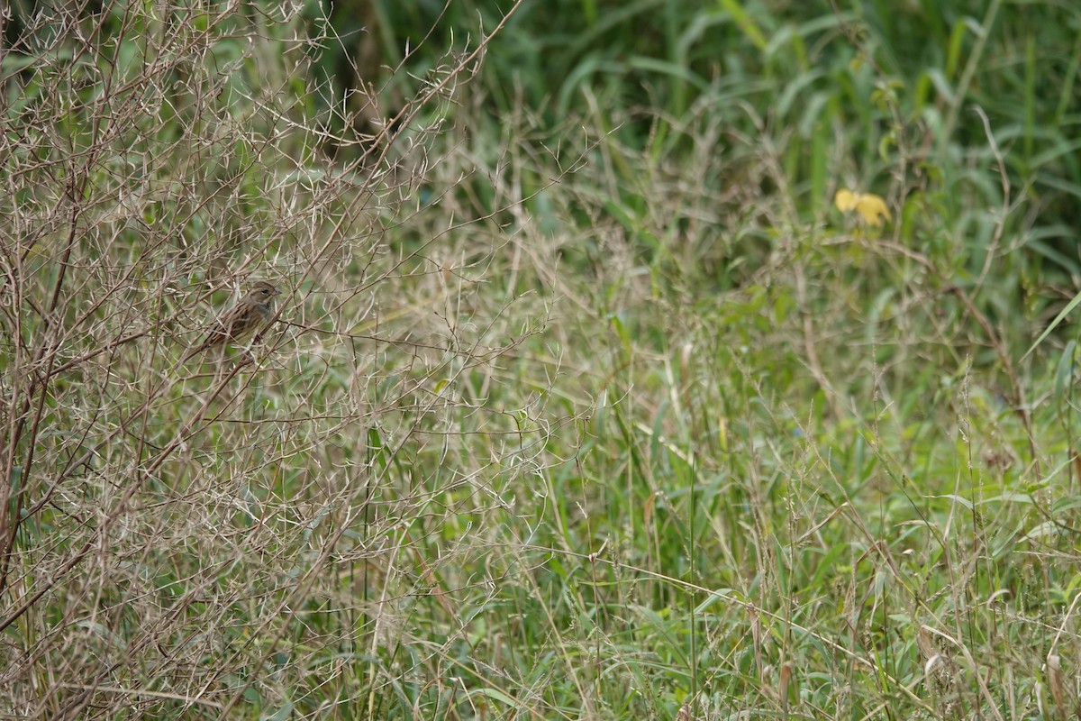 Black-faced Bunting - ML646104376