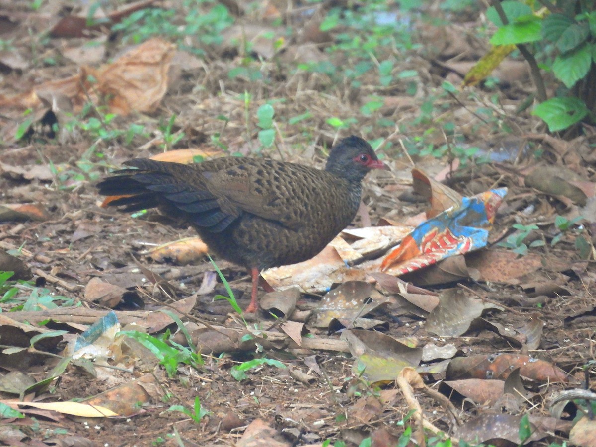 Red Spurfowl - ML646104377