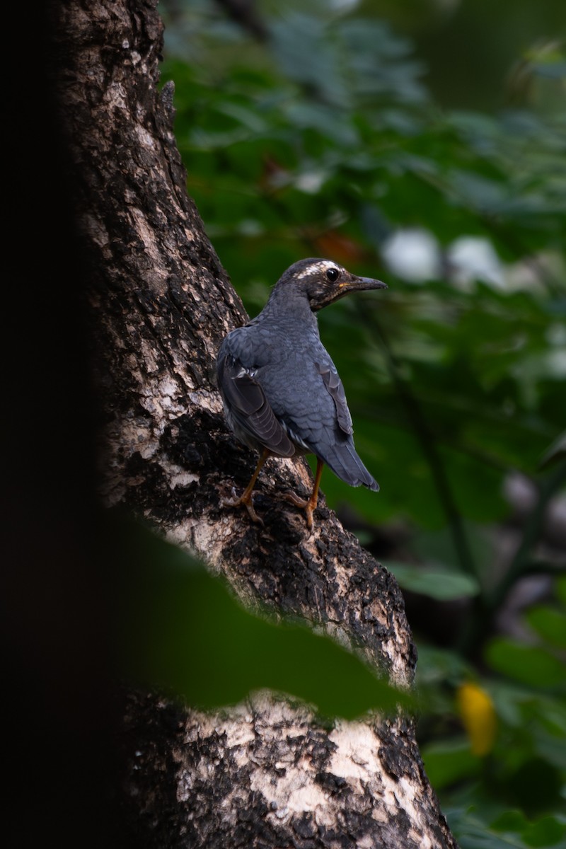 Siberian Thrush - ML646104378