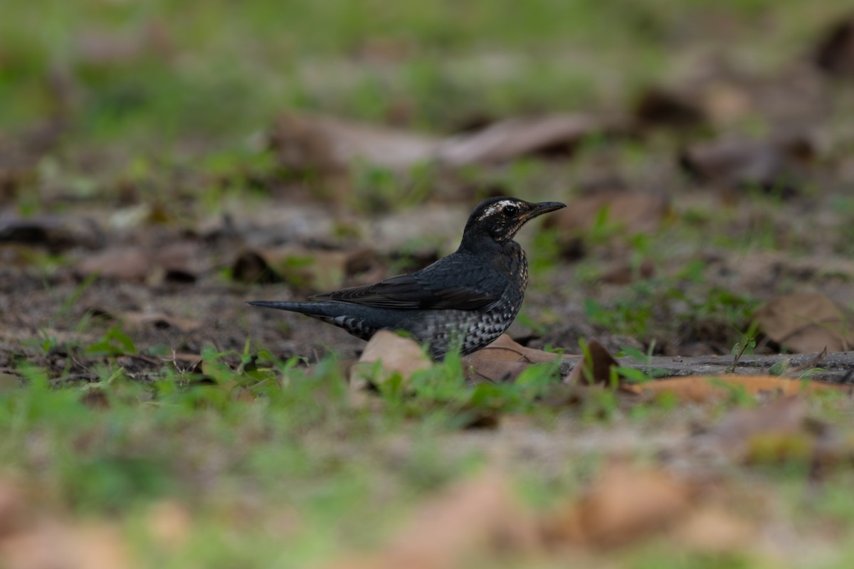 Siberian Thrush - ML646104379