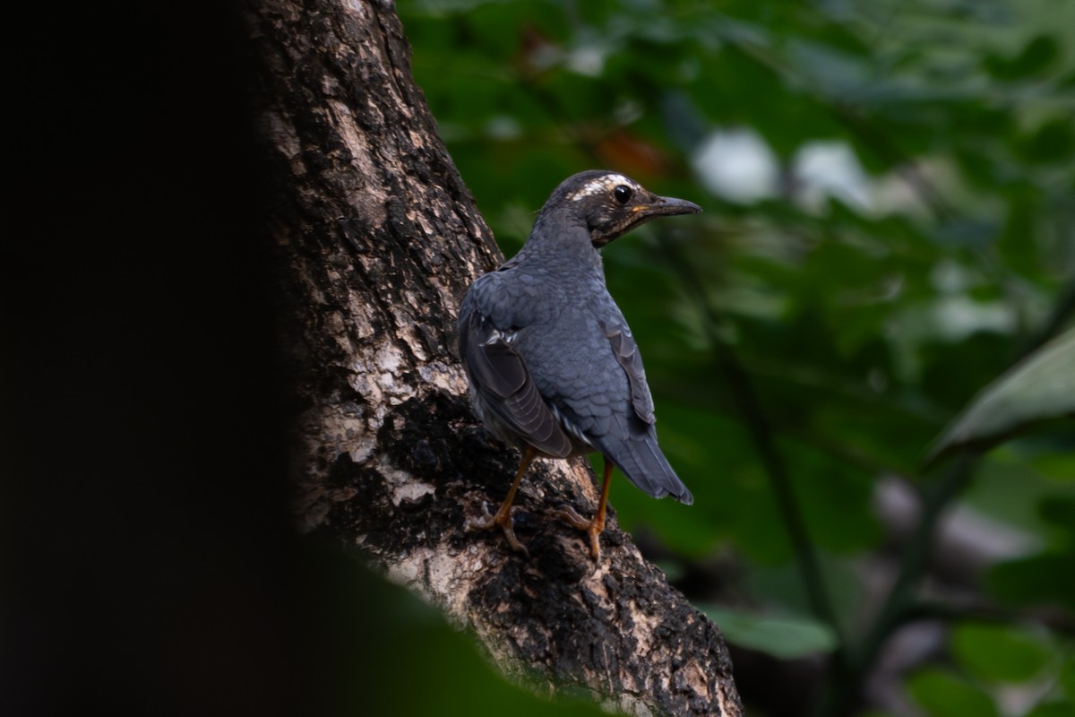 Siberian Thrush - ML646104380