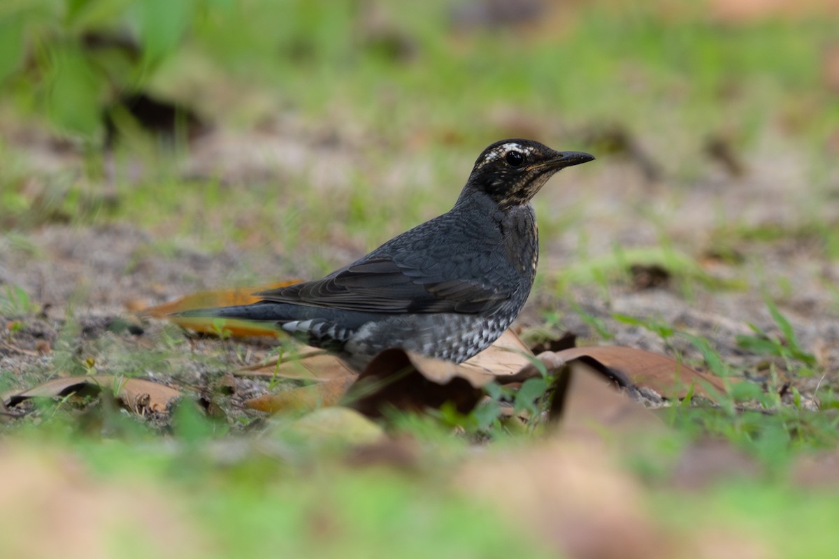 Siberian Thrush - ML646104381