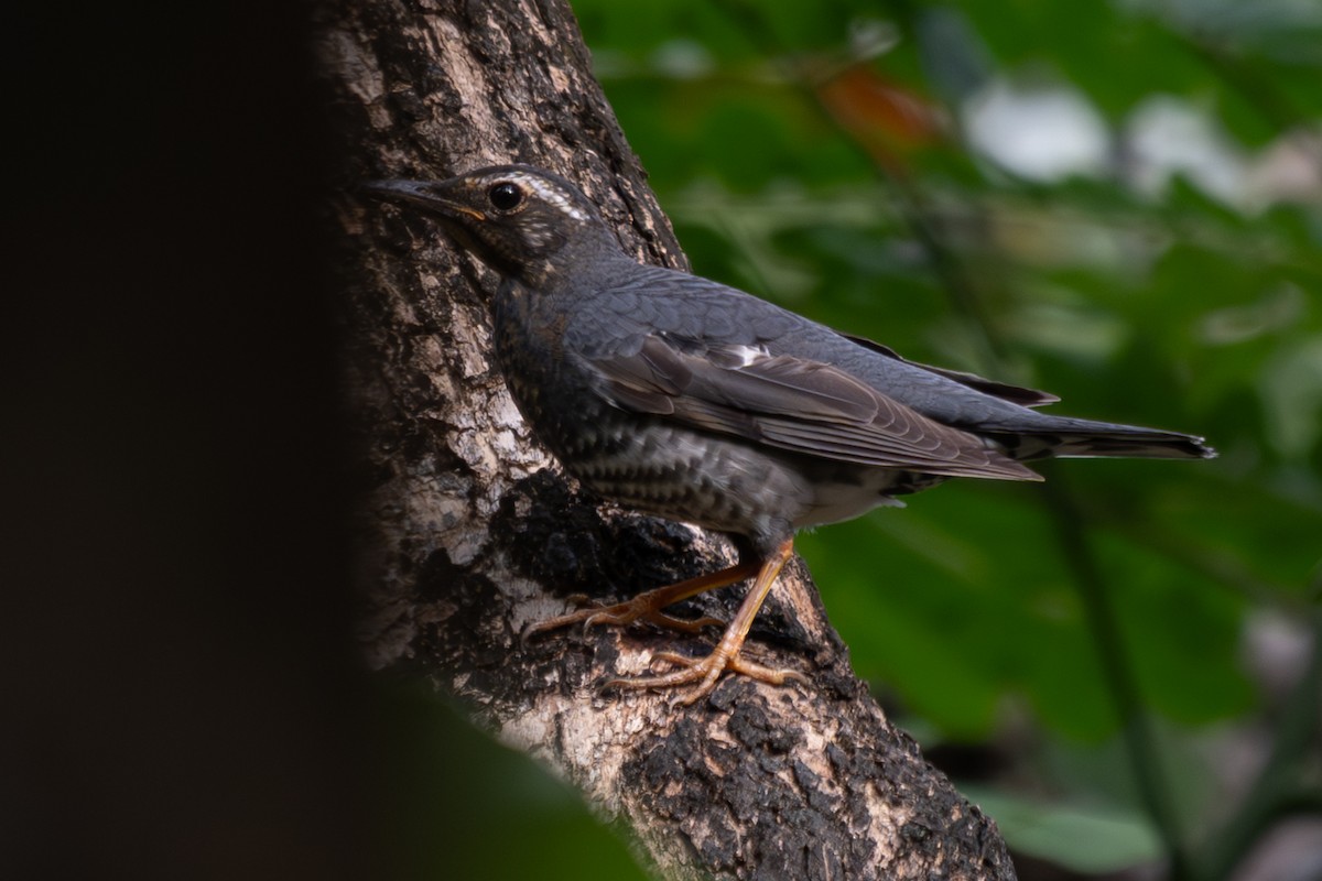 Siberian Thrush - ML646104382