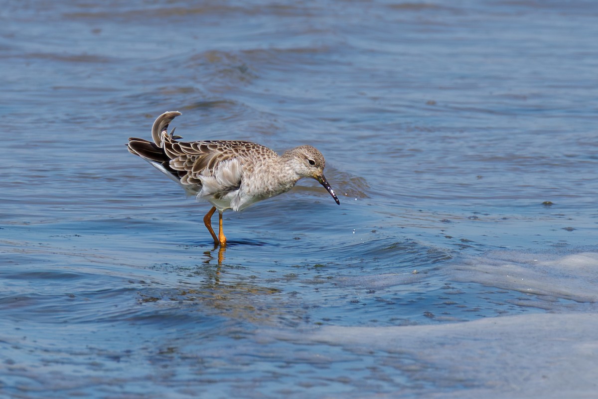 Borrokalaria - ML646104384