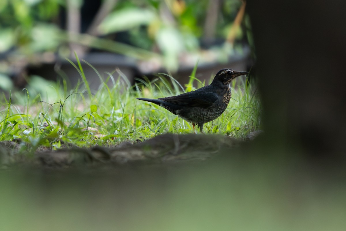 Siberian Thrush - ML646104385