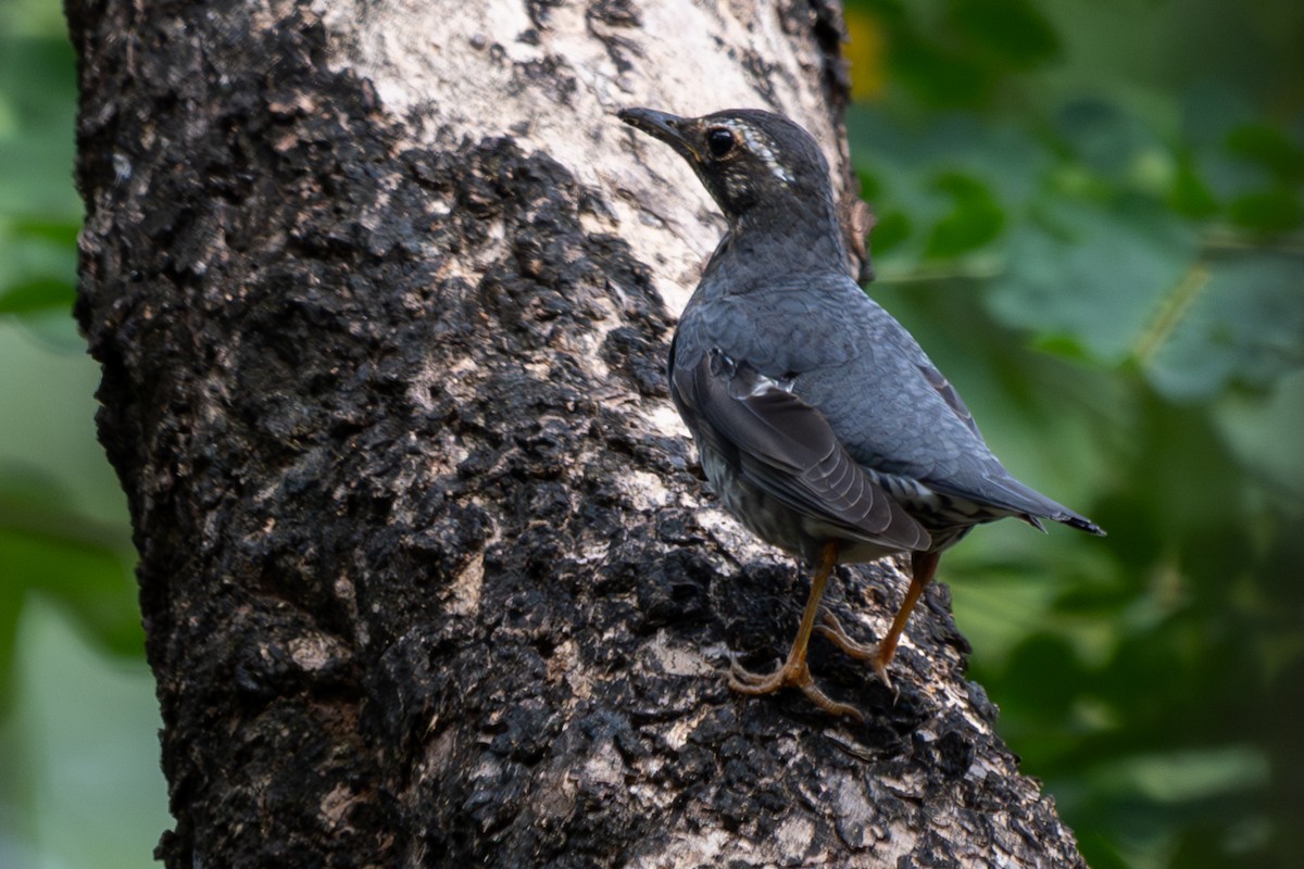 Siberian Thrush - ML646104386