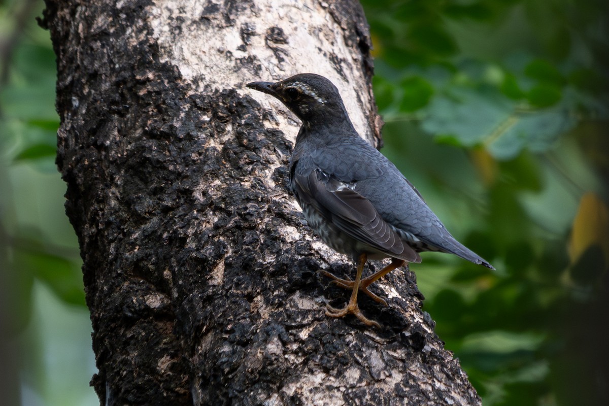 Siberian Thrush - ML646104387