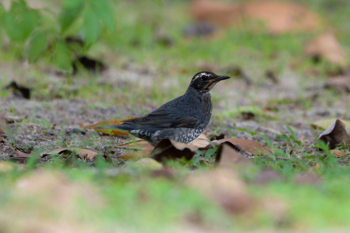 Siberian Thrush - ML646104388