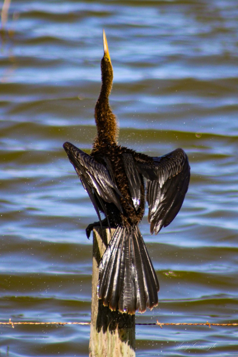 Anhinga amerikarra - ML646104389