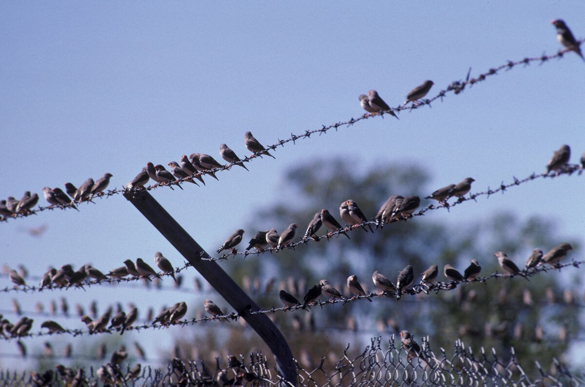 Zebra Finch - ML646104390
