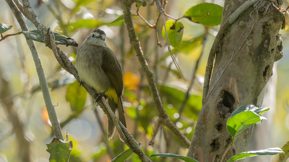 Pale-faced Bulbul - ML646104391
