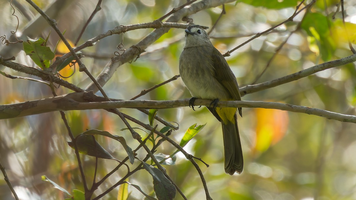 Pale-faced Bulbul - ML646104392