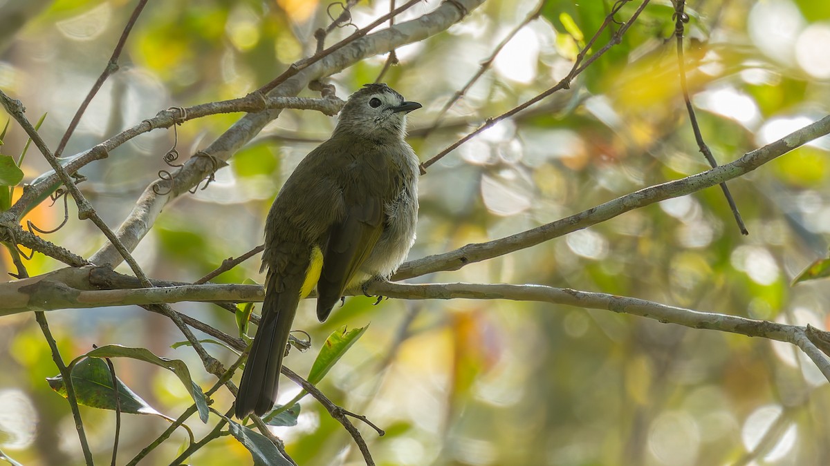 Pale-faced Bulbul - ML646104393