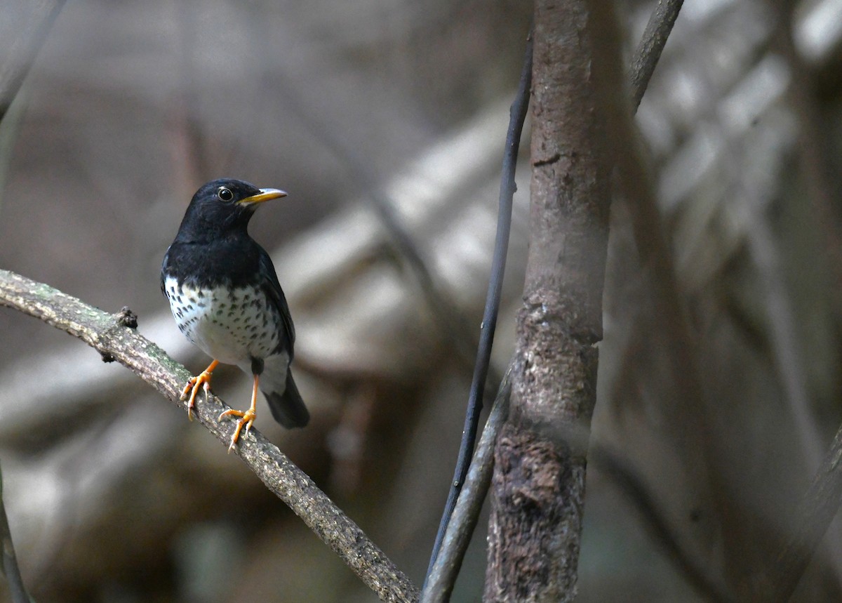 Japanese Thrush - ML646104395