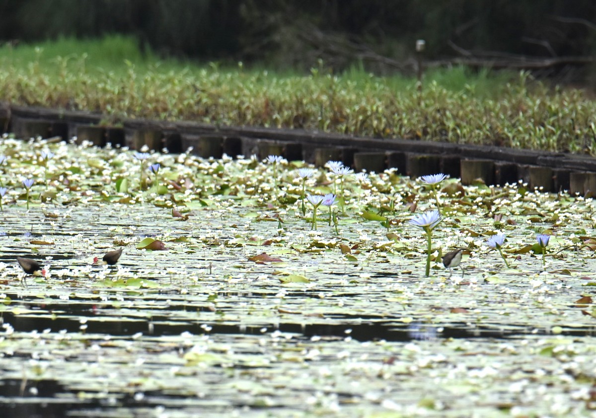 Jakana gandorduna - ML646104396